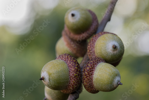 Quadro em tela acorns of red oak, quercus rubra on twig