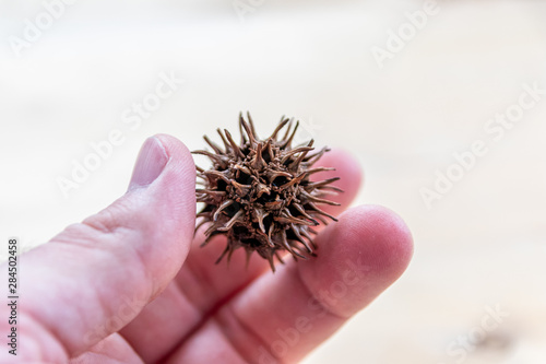 Europäische Männerhand hält stachelige Samenkapsel eines angophora costata für den Sachunterricht und Naturkunde für Kinder in der Schule