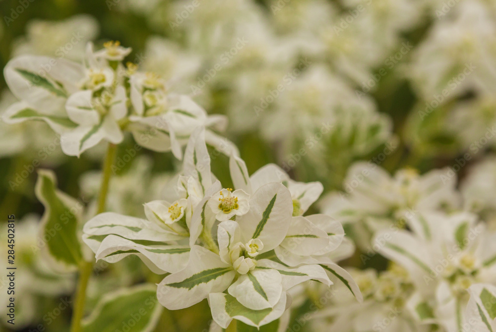 Fototapeta premium Euphorbia marginata
