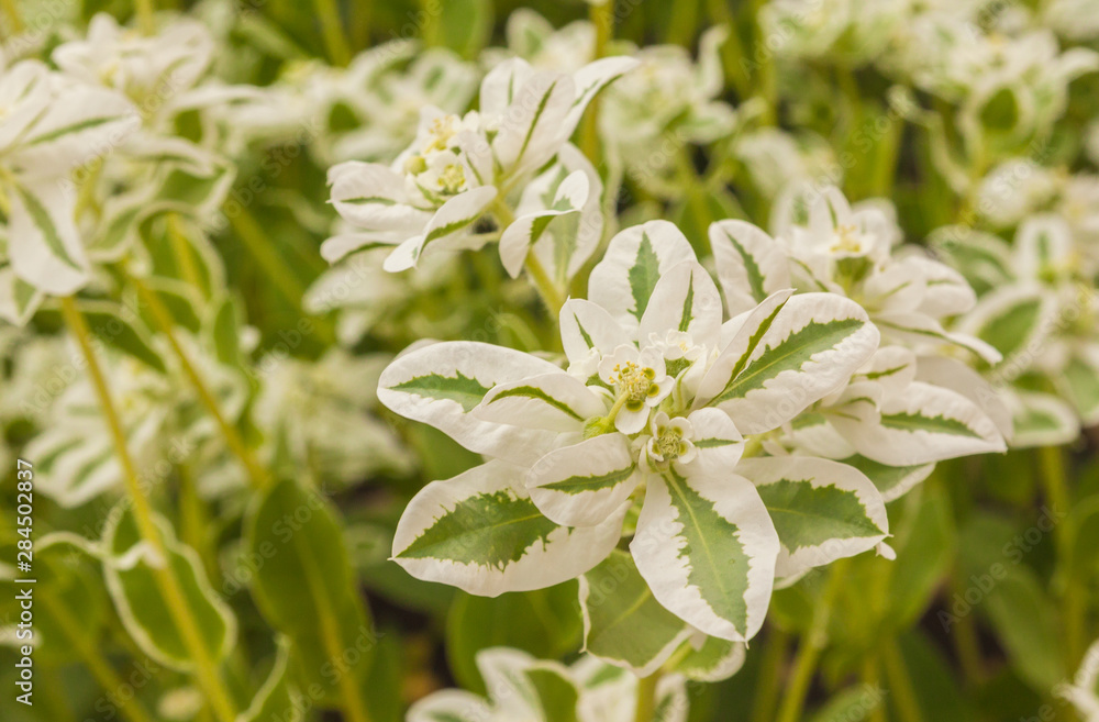 Euphorbia marginata