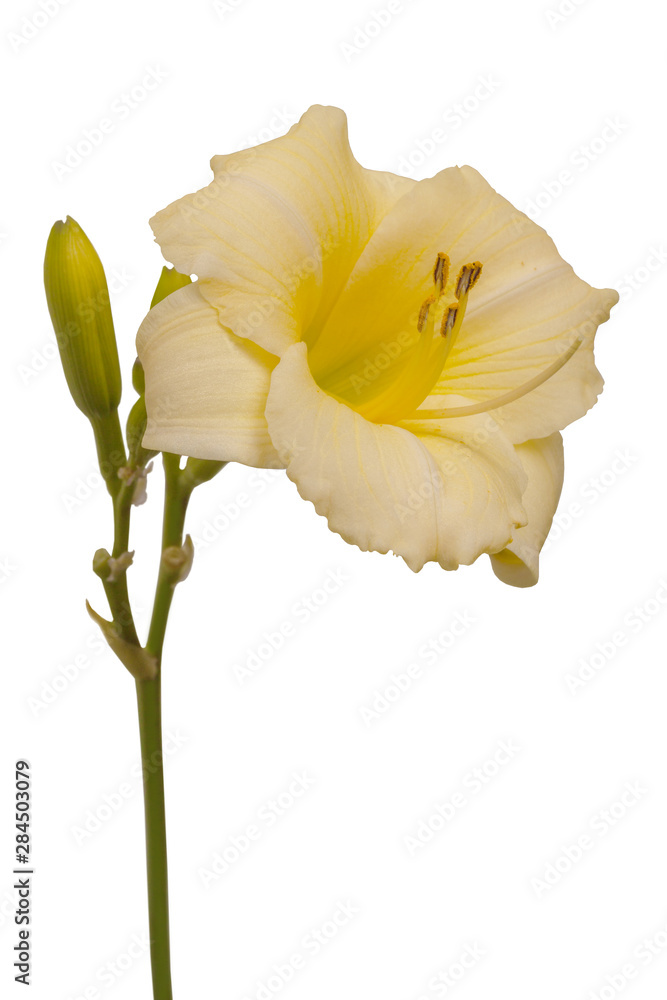 Naklejka premium Hemerocallis Longfields Pearl isolated on white background