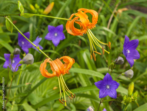 Lily Henry or Lilium henryi  and blue Platycodon photo