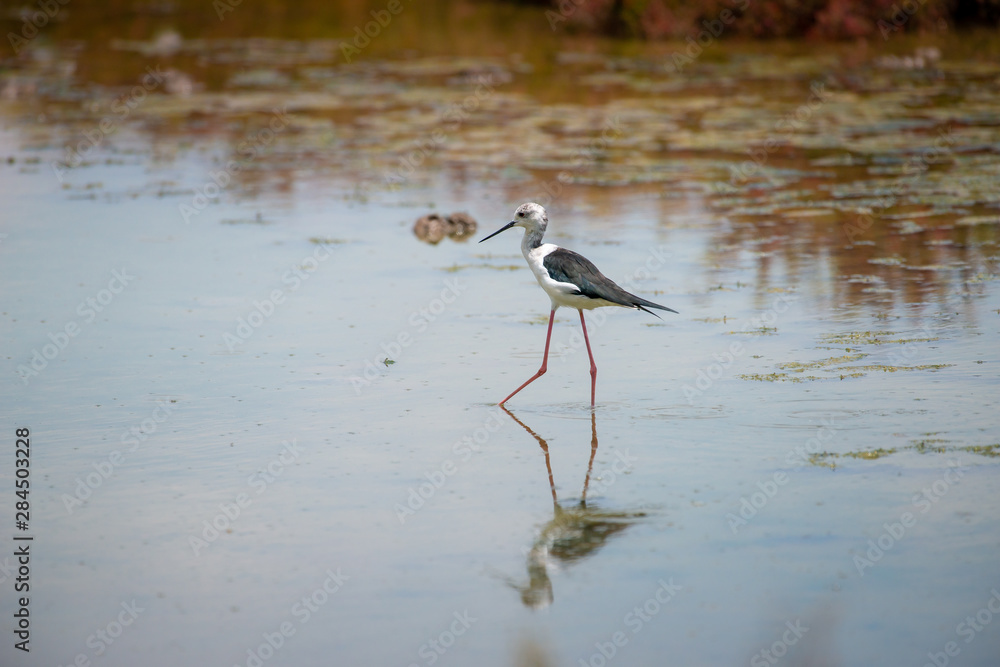 Fototapeta premium Black-winged Stilt in wetland with reflection