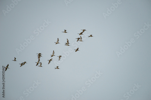  group of flying migrating shore birds in thailand © joesayhello
