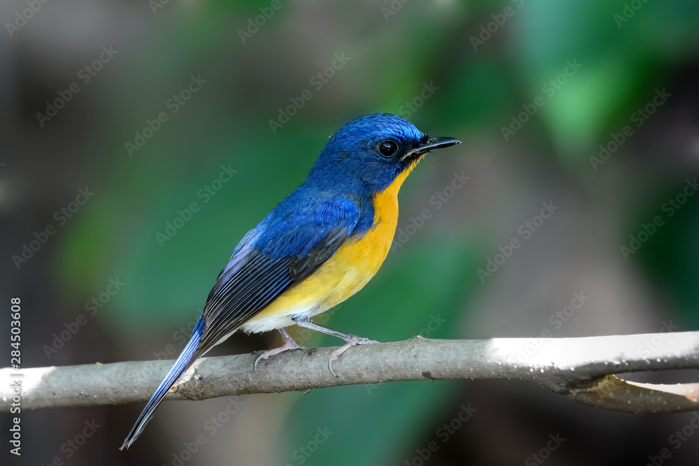 Naklejka premium hill blue flycatcher