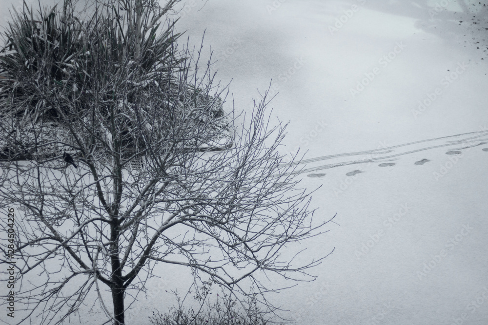 Obraz premium tree in winter