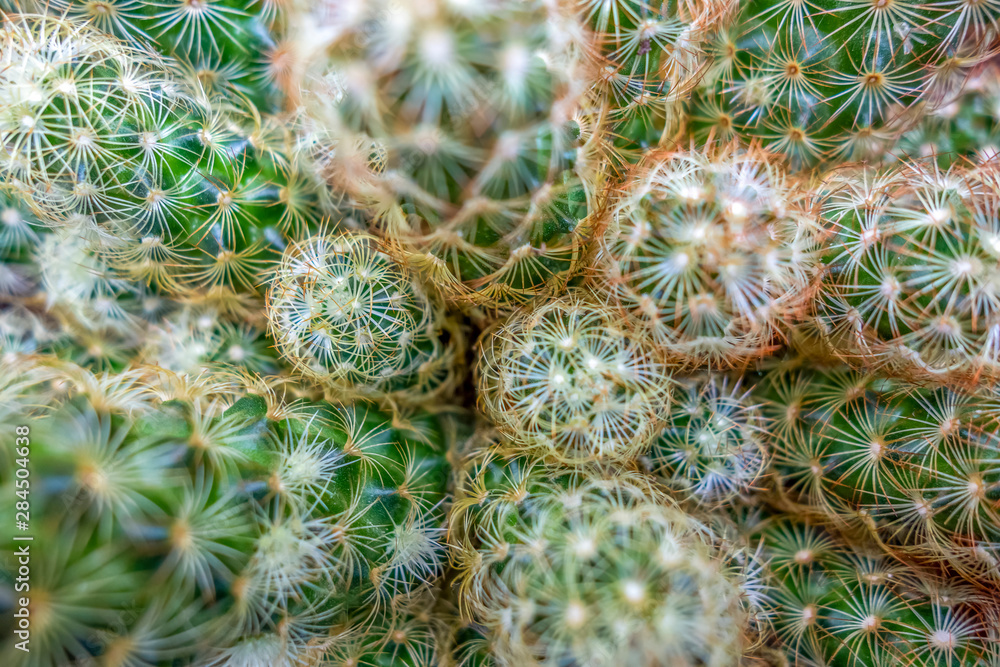 Obraz premium cactus closeup