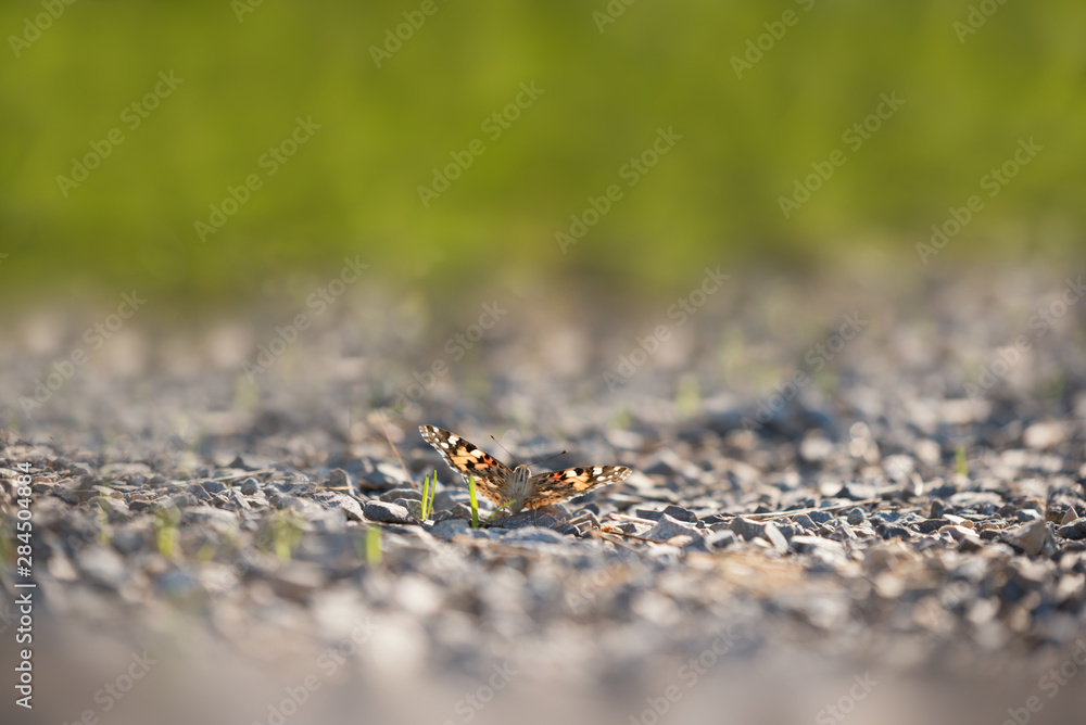 A butterfly in the sunlight on a pebble ground A butterfly in the sunlight on a pebble ground