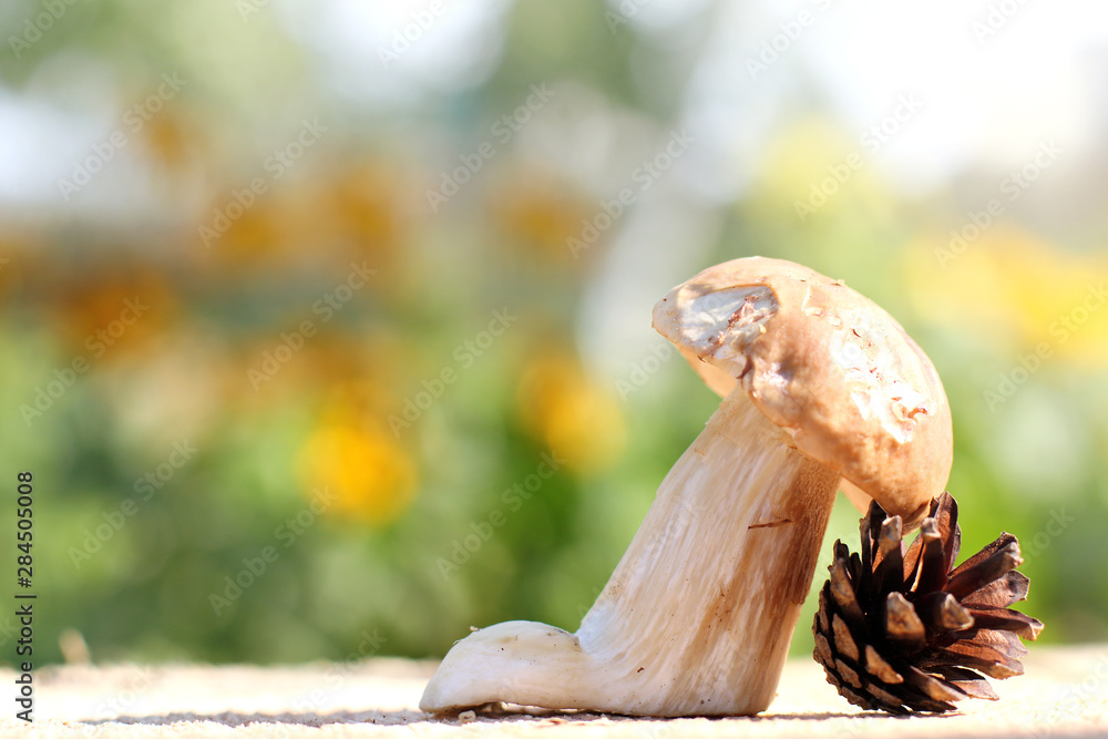 porcini edible mushroom and pine cone on the table on a sunny day. delicate still life with the scent of the forest