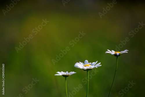 An isolated daisy on the lawn lit by the sun rays. © diwali