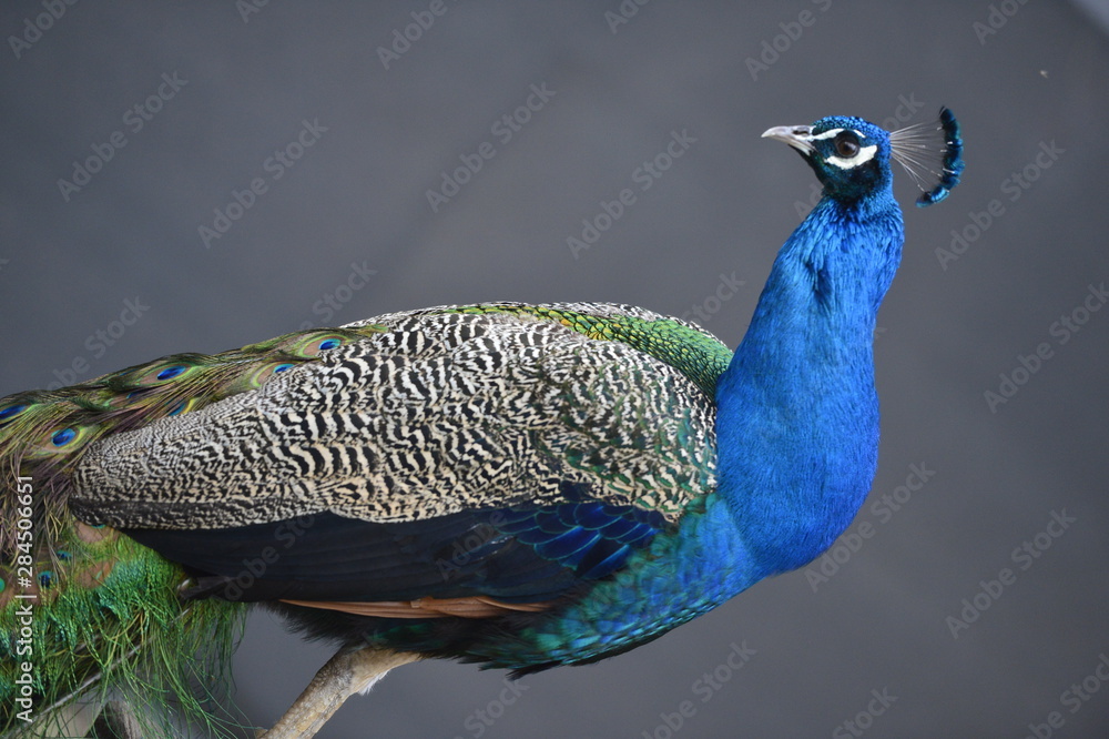 Naklejka premium animal