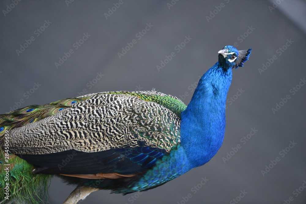 Naklejka premium animal