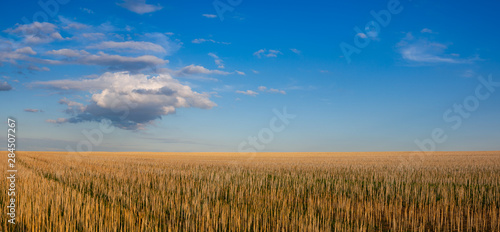 The field after harvesting in sunny day.