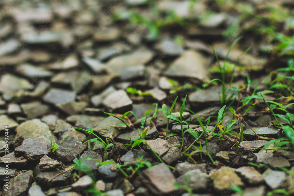 green plant growing in soil under the rock surface - obrazy, fototapety, plakaty 