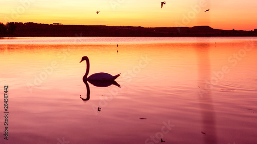 silhouette of swan at sunset. Gang, group of swans on a lake at sunrise. Utxesa lake