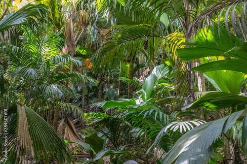 UNESCO world natural heritage Vallee de Mai with coco de mer palms on Seychelles island Praslin