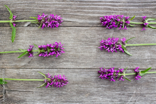 Betonica officinalis common names betony  purple betony  common hedgenettle - flowering plant isolated on wood background. Medicinal plants.Empty space for your text.