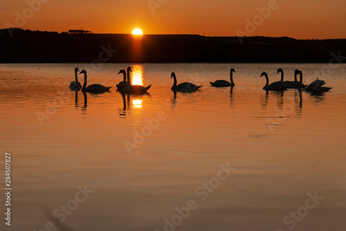 Gang, group of swans on a lake at sunrise. Utxesa lake © Isilvia