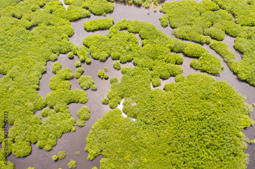 Mangroves with rivers in the Philippines. Tropical landscape with mangroves and islands. Coast of the island of Siargao.