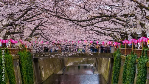 4k Time lapse of Cherry blossom festival in full bloom at Meguro River . Meguro River is one of the best place to enjoy it