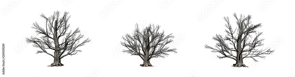 Set of European Beech trees in the winter - isolated on white background Set of European Beech trees in the winter - isolated on white background