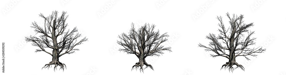 Set of European Beech trees in the winter - isolated on white background Set of European Beech trees in the winter - isolated on white background