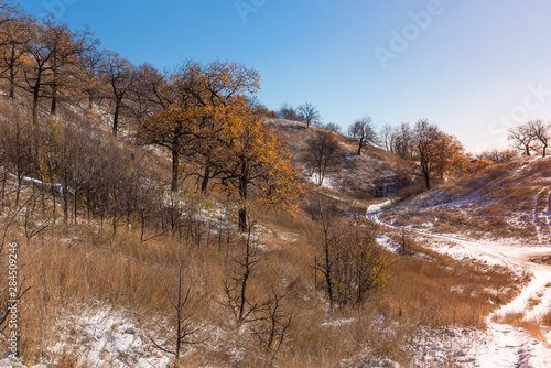 Beautiful landscape of the beginning of winter - oak grove in the high hills. Trees with bright yellow and orange leaves and fresh snow falling