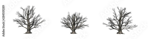 Set of European Beech trees in the winter - isolated on white background