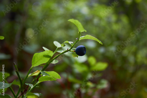 A bush of ripe blueberries in the summer. Gifts of the forest. Healthy natural products. Antioxidant. 