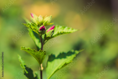 bud hibiscus © Tatyana