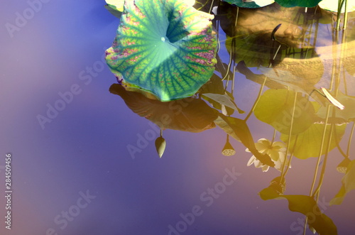 Seerosen spiegeln sich im Wasser photo