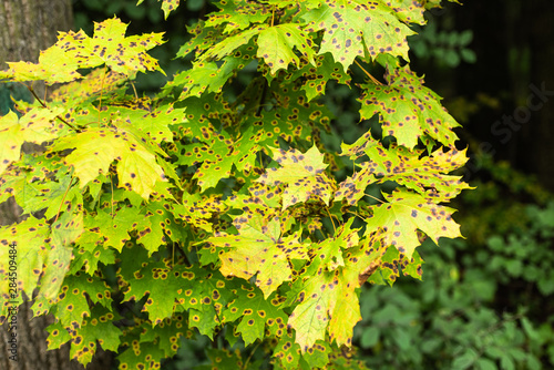 Sick maple leaves with dark spots closeup photo