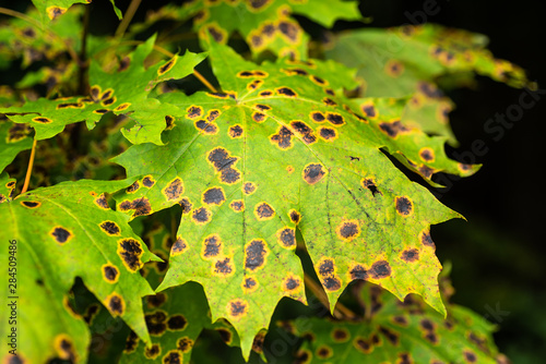 Sick maple leaves with dark spots closeup photo