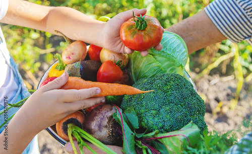 Child and grandmother in the garden with vegetables in their hands. Selective focus. photo