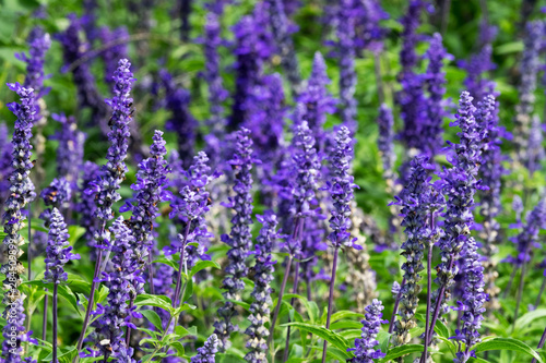 Lavendel © Digitalpress