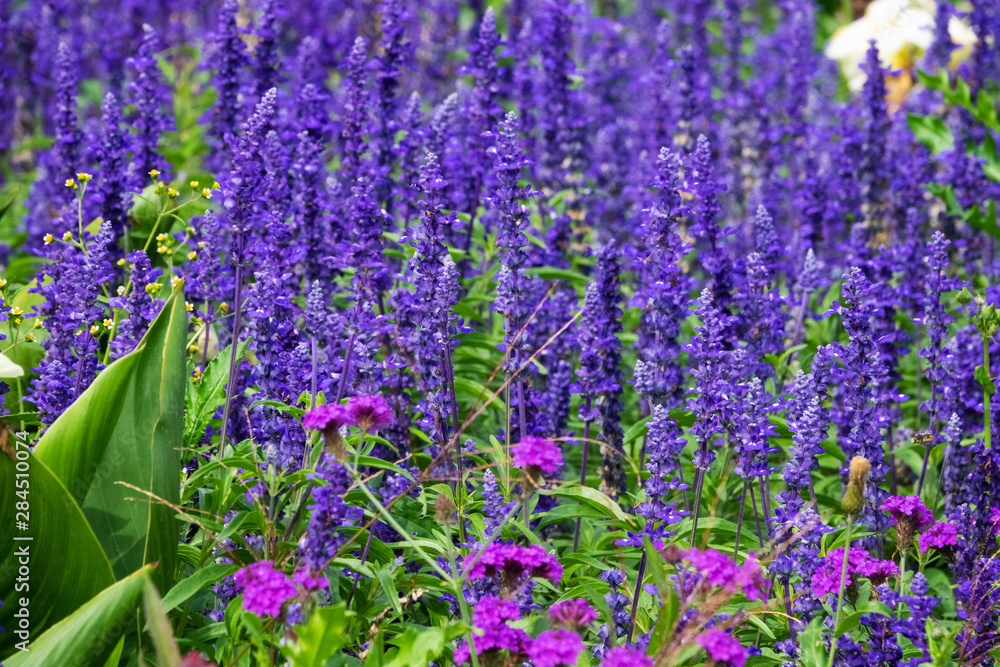 Obraz premium Lavendel