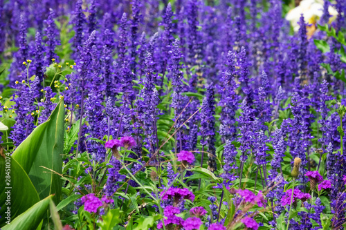 Lavendel