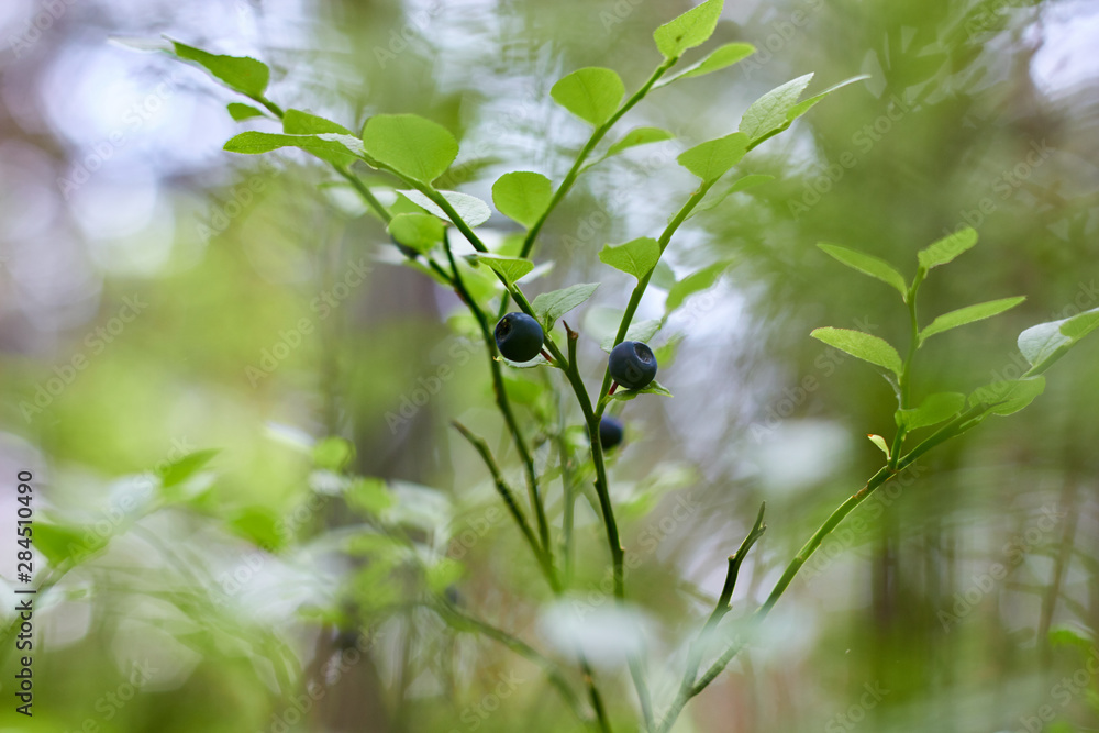 A bush of ripe blueberries in the summer. Gifts of the forest. Healthy natural products. Antioxidant. A bush of ripe blueberries in the summer. Gifts of the forest. Healthy natural products. Antioxidant.