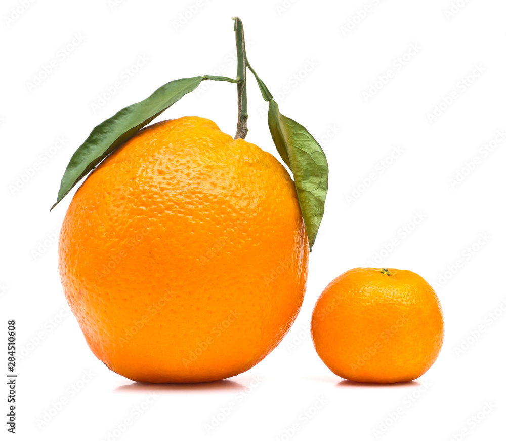 Big and Small Orange Isolated Big and Small Orange Isolated