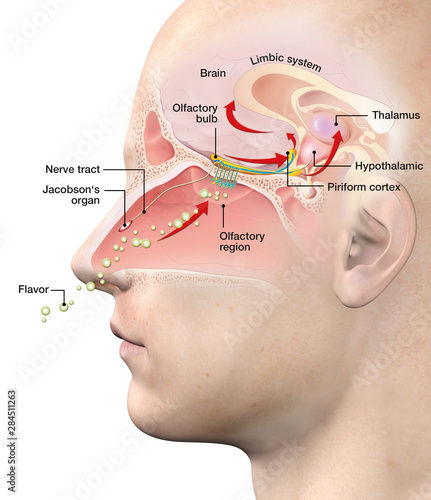 Olfactory sense, medically 3D illustration_3 photo