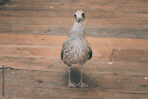 Bird walking on wooden floor near the river
