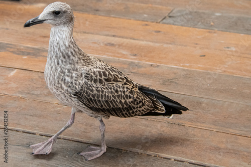 Bird walking on wooden floor near the river