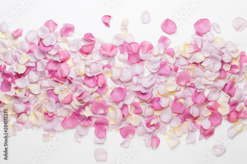 Pink rose flowers petals on white background. Flat lay  top view  copy space.