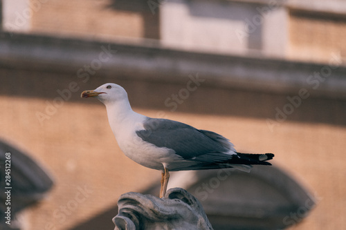 Bird standing on statue from stone near the fountain