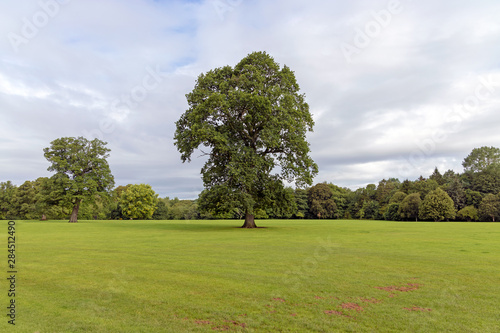 Mature tree surrounded by grass in UK public park