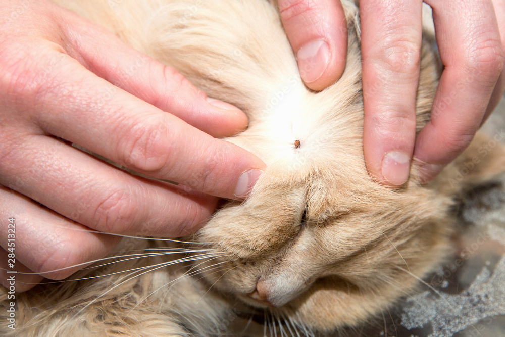 Removing a tick from cat skin - obrazy, fototapety, plakaty 