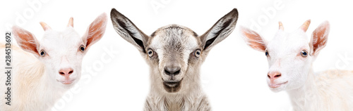 Portrait of a three cute little goat, closeup, isolated on white background