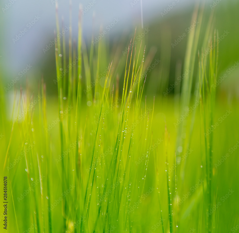 green grass with dew drops, abstract natural background and texture