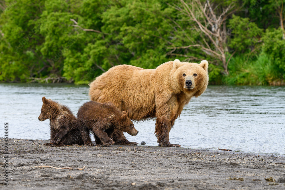 Obraz premium Ruling the landscape, brown bears of Kamchatka (Ursus arctos beringianus)