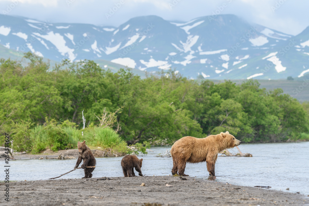 Naklejka premium Ruling the landscape, brown bears of Kamchatka (Ursus arctos beringianus)